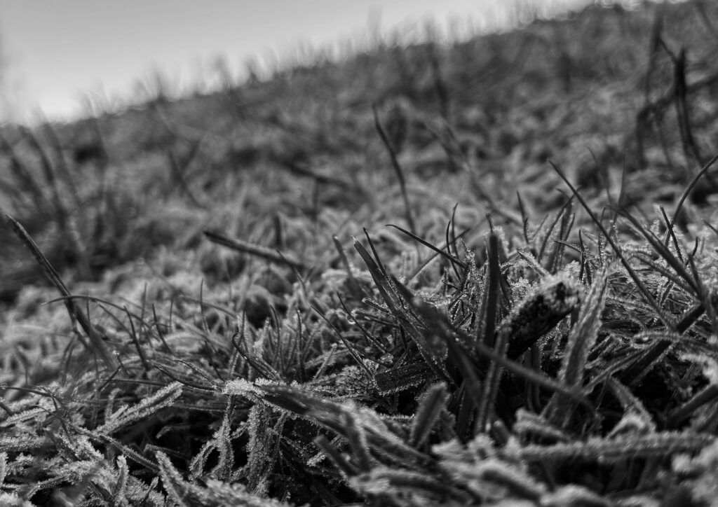 Ground-level black-and-white photograph of frost crystals covering blades of grass, with sharp foreground detail fading into a softly blurred background.