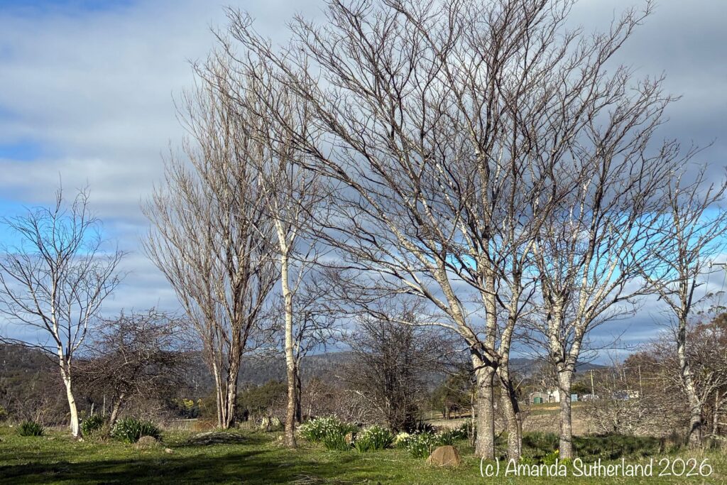 Bare deciduous trees illuminated by afternoon light against a cloudy blue sky in Tasmania.
