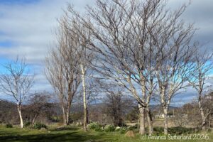Hidden In Plain Sight image is part of The Beauty Within photographic series