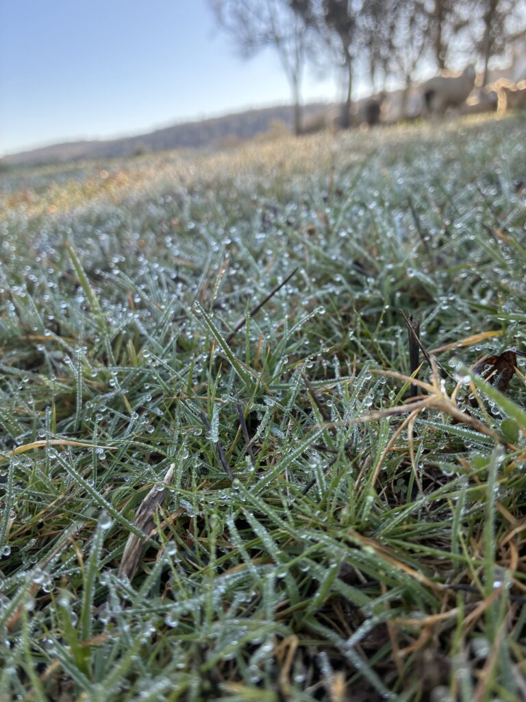 Close-up photograph of morning dew held in small droplets along green blades of grass, with the background softly blurred.