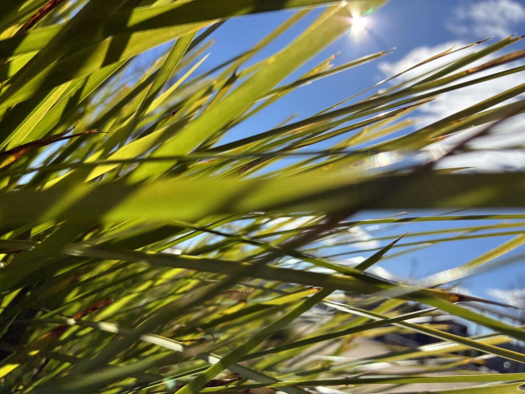 Low-angle photograph looking through green grass towards a blue sky, with sunlight breaking through and illuminating the blades.